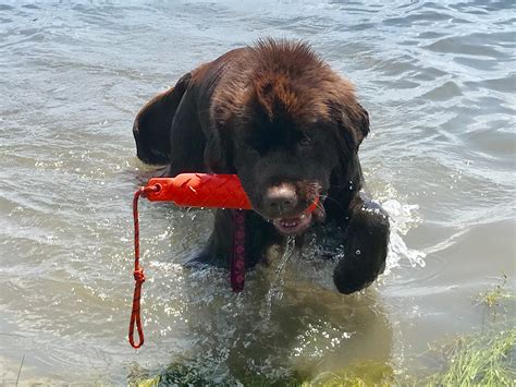 10 items to get you and your Newfie started with water dog training | maisiethenewfieandcompany