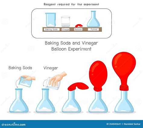 Baking Soda and Vinegar Balloon Science Experiment Stock Vector - Illustration of vector, clip ...