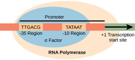 Components of Transcription factors - TRANSCRIPTION FACTORS (PROKARYOTES)