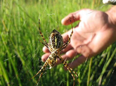 Banded Garden Spider Eating a Bat | FISHBIO | Flickr