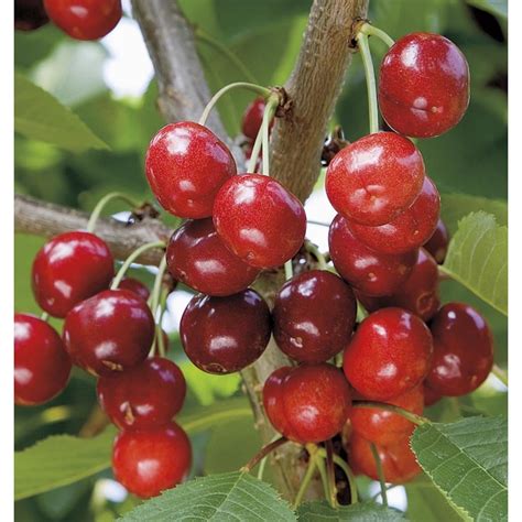 Semi-Dwarf Cherry Tree (L7396) at Lowes.com