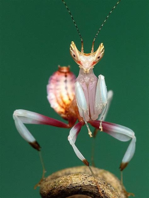 Discover the Orchid Mantis: Mind-Blowing Facts in Video - Insects ...