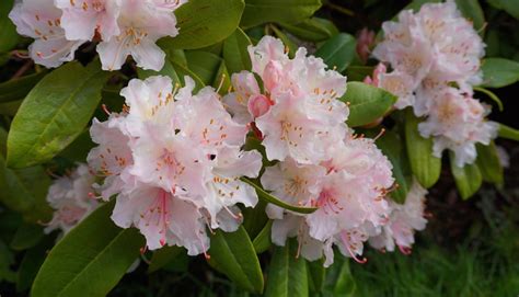 How to Care Azalea Bushes in Winter - PlantNative.org