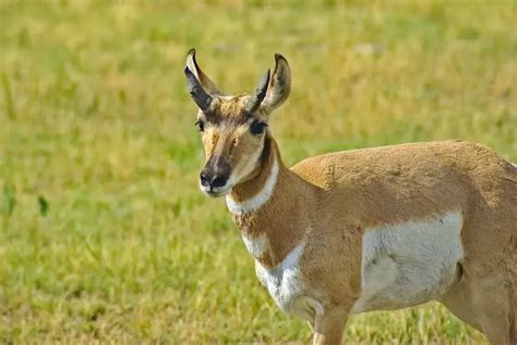 Fun Sonoran Pronghorn Facts For Kids | Kidadl