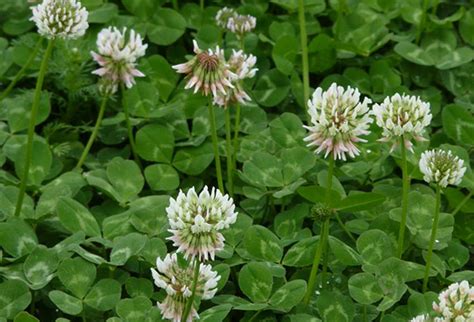 Planting White Clover | How to Grow White Clover