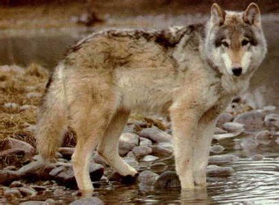 The Newfoundland wolf lived on the island of Newfoundland off the east coast of… | Wolf photos ...