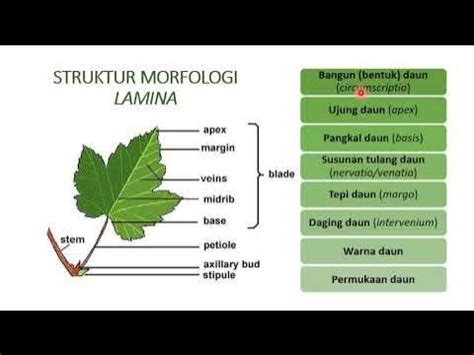 morfologi daun - YouTube