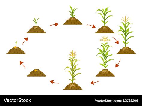 Cycle growth of corn in circle with arrows Vector Image