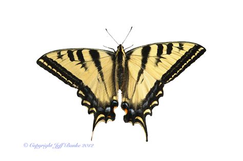 Western Tiger Swallowtail Life Cycle