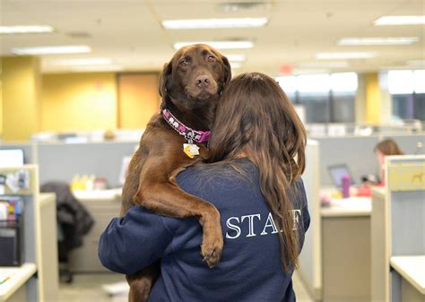 58 Top Photos Local Animal Shelters Volunteer Work / How to Help Your ...