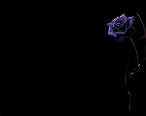 71+ Background Black Rose Images - MyWeb