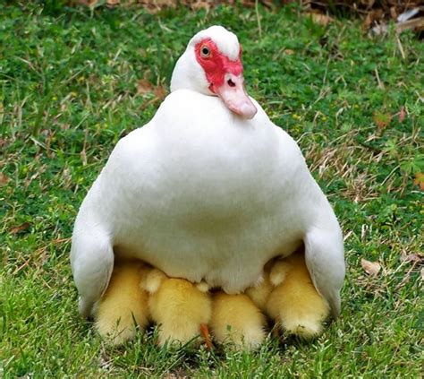 White Muscovy Duck with Baby Ducklings - Pets