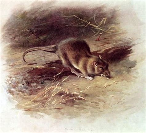 Rattus norvegicus: systematics, habitat, biology, ecological role