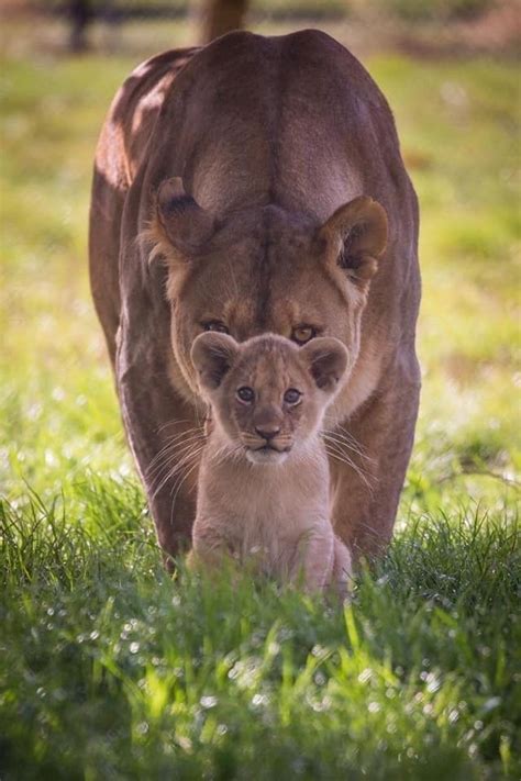 A protective Mother | Funny animals, Cute baby animals, Cute animals