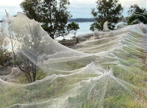 ‘Spider apocalypse’ hits Australia as clouds of cobwebs blanket landscape | The Independent