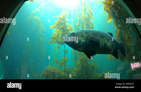 Giant sea bass Stock Videos & Footage - HD and 4K Video Clips - Alamy