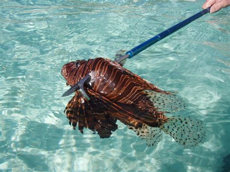 Foldspear - The only choice for hunting lionfish | Foldspear