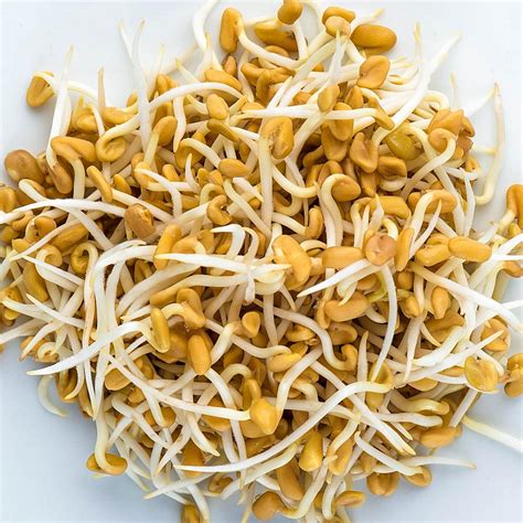 Fenugreek | Microgreens Seeds | GreenHuiz