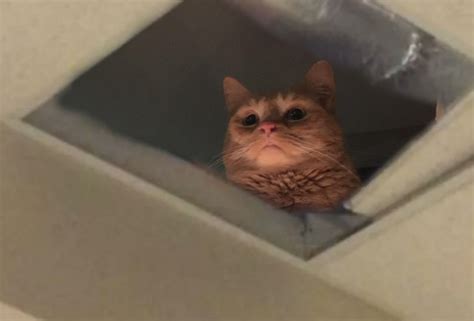 Cat looking down from ceiling pathetic Blank Template - Imgflip