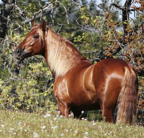 Splendor, sorrel, chestnut, andalusian, horses, spanish, HD wallpaper ...