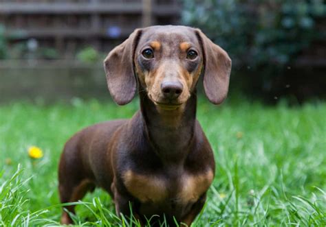 Miniature Dachshund Training 1-2-1 Home Visits in North Yorkshire