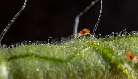 Araña roja - Biocontrol, daños y ciclo de vida