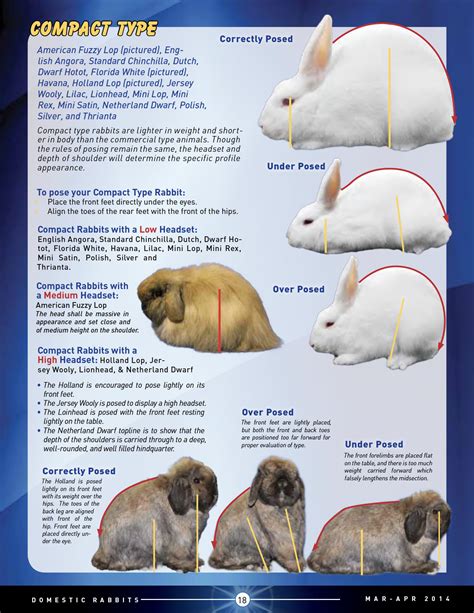 Posing and Evaluating Different Type Rabbits – ARBA