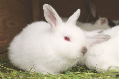 Why Do White Rabbits Have Red Eyes? (Albinism) | Earth Eclipse