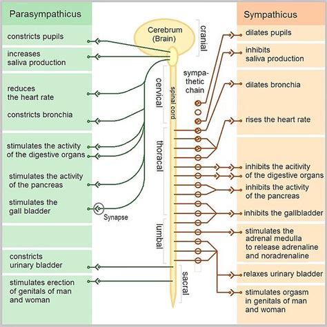 Differences between autonomic and somatic. What are the three major differences between the ...