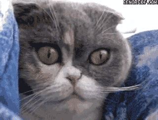 Surprised Cat GIF - Find & Share on GIPHY