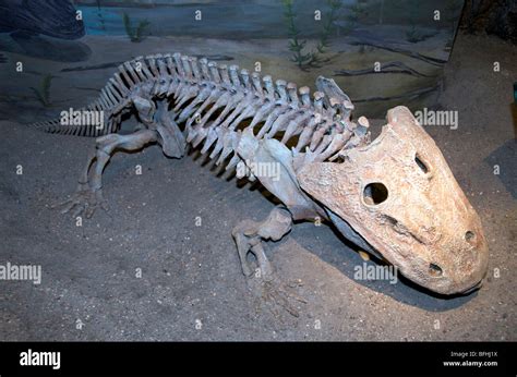 Eryops skeleton hi-res stock photography and images - Alamy