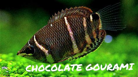 ADVANCED FISH: Chocolate Gourami - YouTube