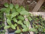 Companion Plants - Companion Plants | Ohio Medicinal Plants, Herbs ...