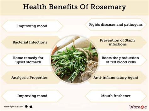 Rosemary Benefits And Its Side Effects | Lybrate