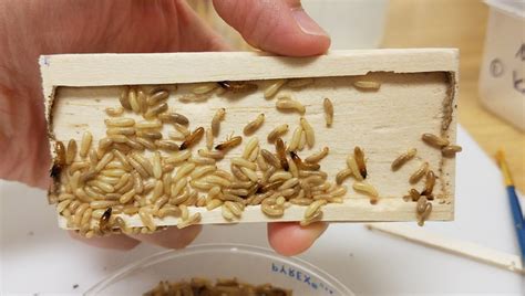 A Closer Look into Drywood Termite Detection Using Microwaves - Pest Control Technology