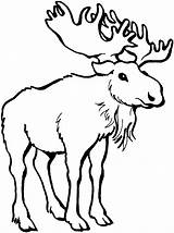 Cute Moose Clipart Black And White sketch template