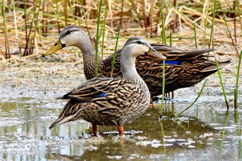 Mottled Ducks