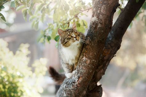 Cat Hunting Behavior - Guide To Your Cat's Prey Drive - Tractive