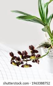 Catasetum Images, Stock Photos & Vectors | Shutterstock