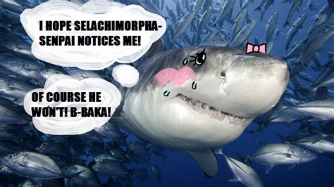 Aquatic love with scientific names | Tsundere Sharks | Know Your Meme