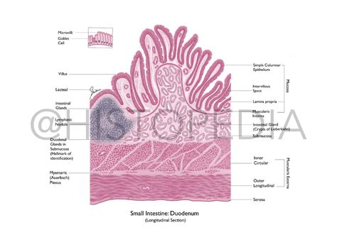 Well labelled diagram of histology of duodenum (small intestine ...