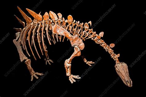 Stegosaurus, Fossil - Stock Image - C036/2026 - Science Photo Library