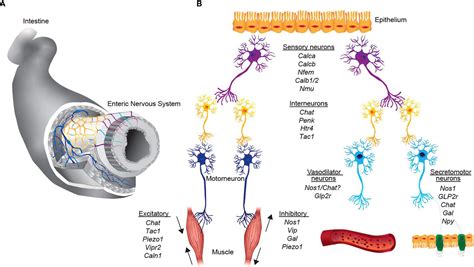 Nervous System Neurons