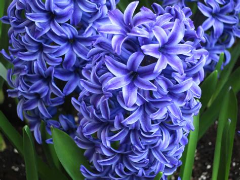 Intelliblog: ALL ABOUT HYACINTHS