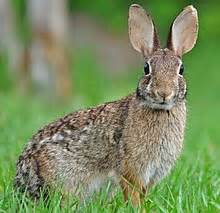 Eastern cottontail - Wikipedia