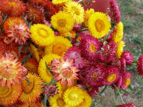 Mistik Acres: Strawflowers.