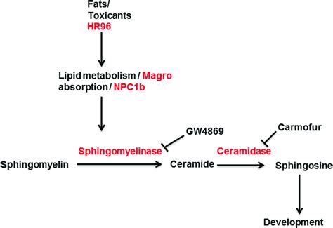 Sphingomyelin metabolism pathway. Genes regulated by HR96 play ...