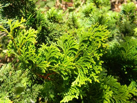 Yellow Hinoki Cypress - Chamaecyparis obtusa 'Confucius' | North ...