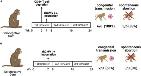 | Clinical outcomes of invasive GBS infection. In humans, invasive GBS ...