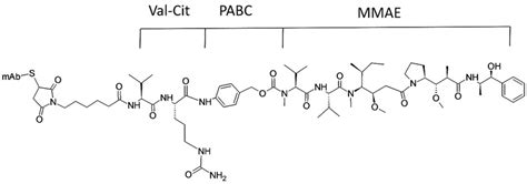 Structure of brentuximab vedotin. Adapted and reproduced with ...